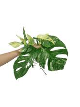 Monstera Stecklingsmix